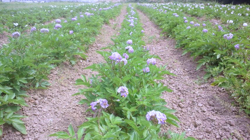 じゃがいもの花_f0224320_1757270.jpg