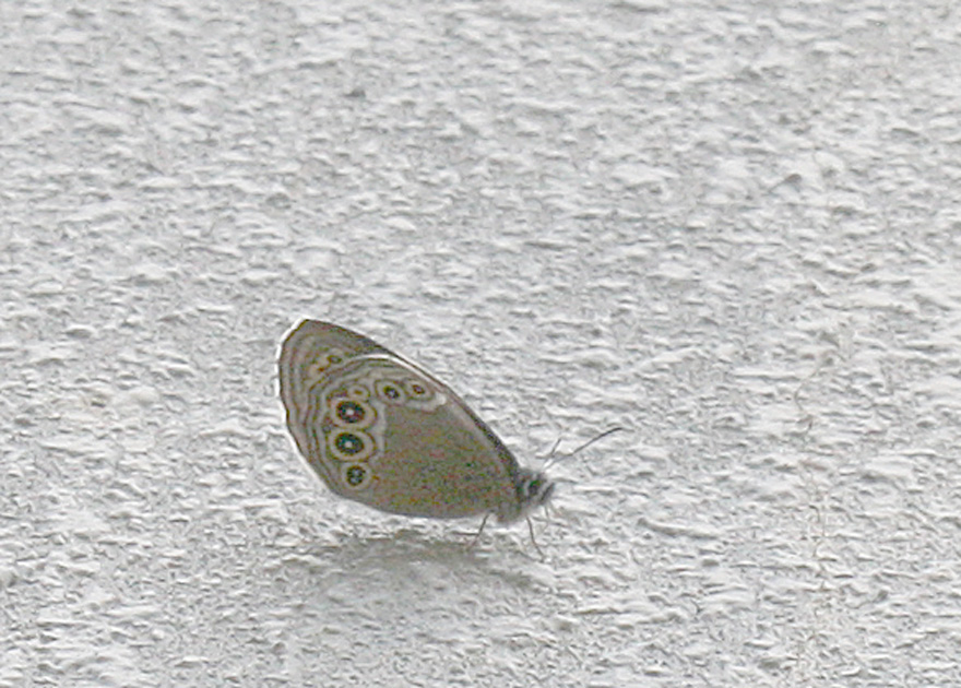 f0181821_10463690.jpg
