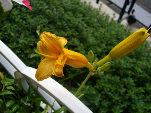 d0000324_11294619.jpg
