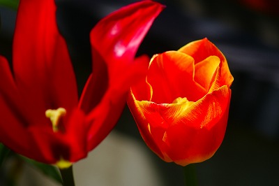 f0170524_8515373.jpg