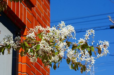 f0170524_8541980.jpg