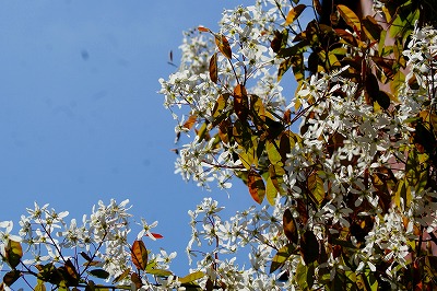 f0170524_8544974.jpg