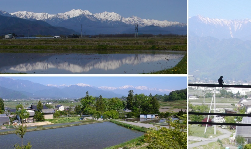 春から初夏へ ツバメと雪稜_a0212730_21342123.jpg