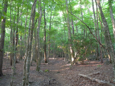 e0272335_16213.jpg