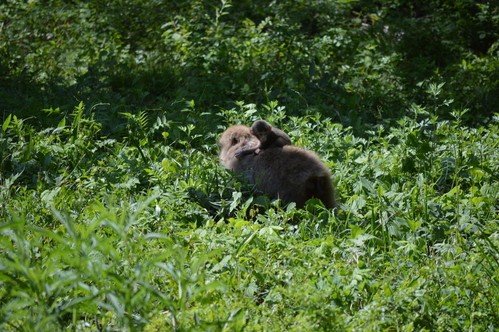 クモマツマキチョウ他 弾丸日帰り長野パート2_d0254540_1783023.jpg