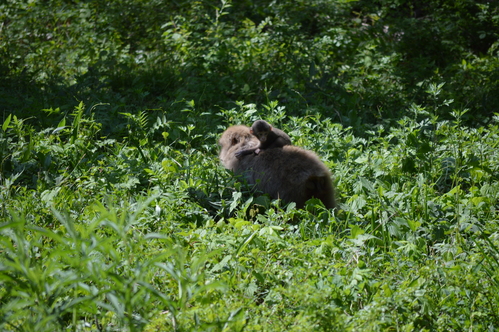 クモマツマキチョウ他　弾丸日帰り長野パート2_d0254540_1783023.jpg