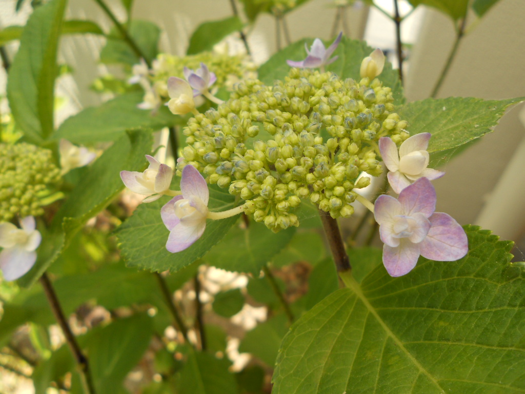 e0300042_11224924.jpg