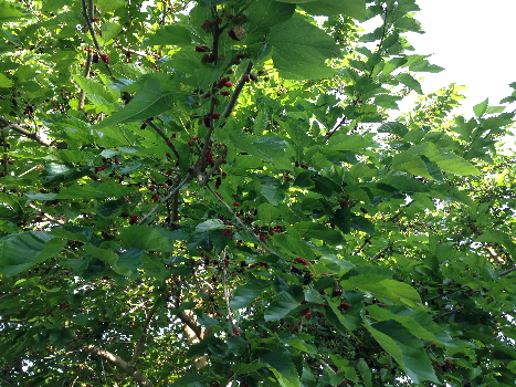 b0217643_212903.jpg