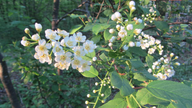 藤の花が咲いた_b0247153_122759.jpg