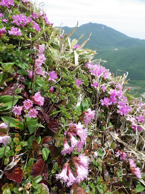 石楠花とミヤマキリシマの花咲く三俣山。_f0016066_20491160.jpg