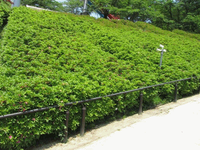 b0149071_2130449.gif