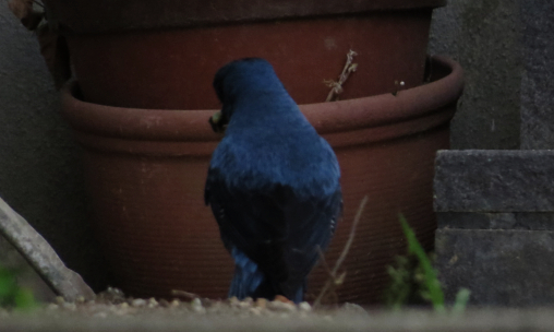 西高野街道（第6回）の鳥観察　　キセキレイ・イソヒヨドリ（雌）_d0097373_056214.jpg