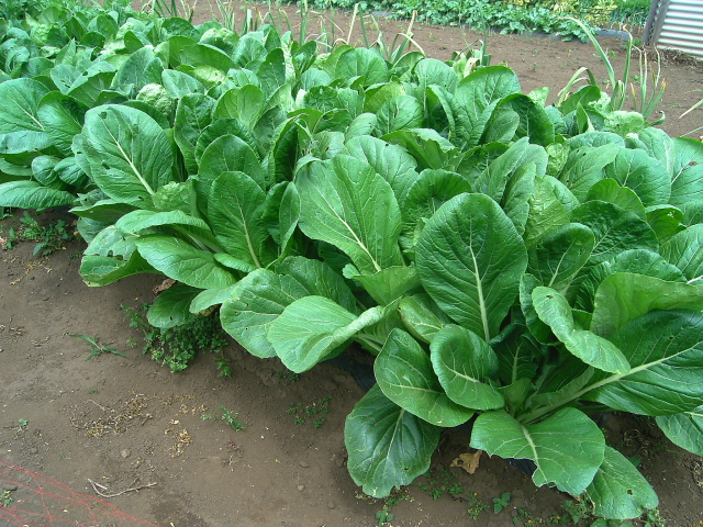 ジャガイモの花摘み 野菜tukuri