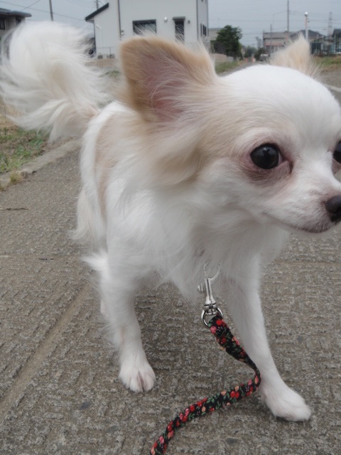 江梨子 犬 佐藤