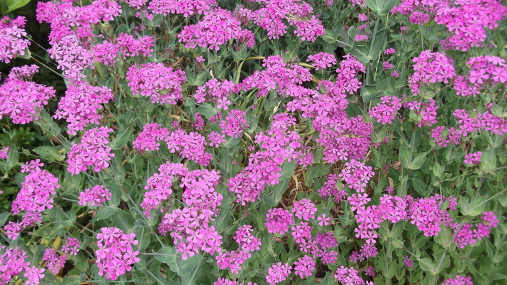 c0212083_1721825.jpg