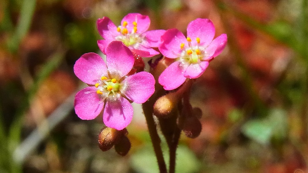 a0152692_18475549.jpg