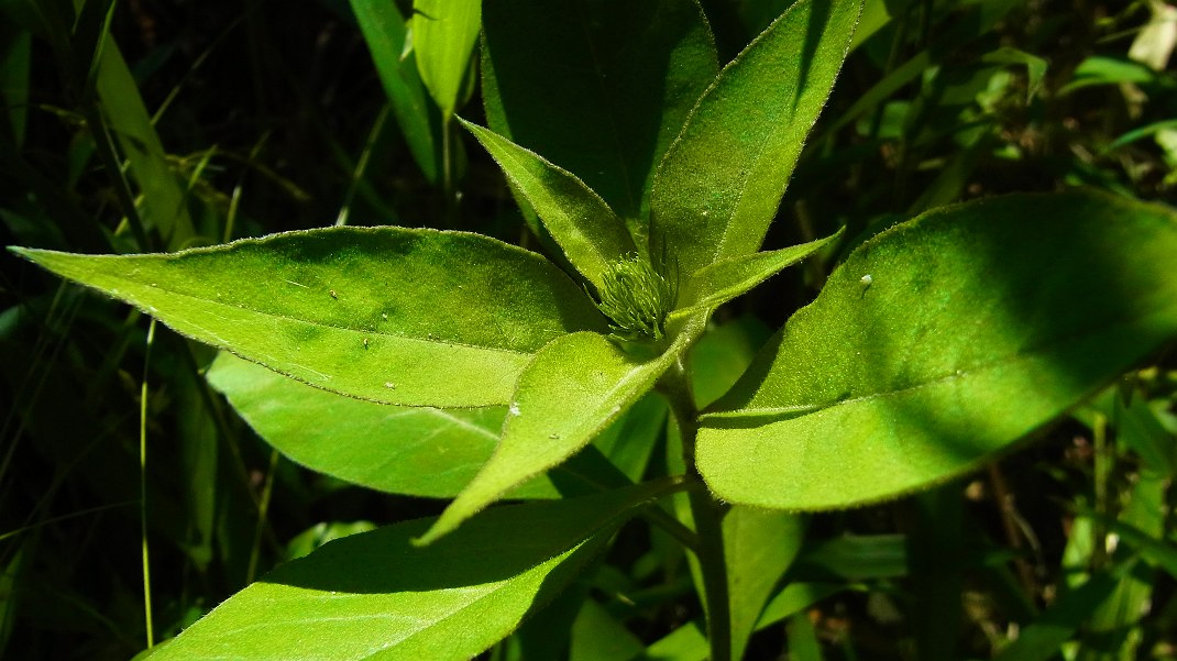 a0152692_18505114.jpg