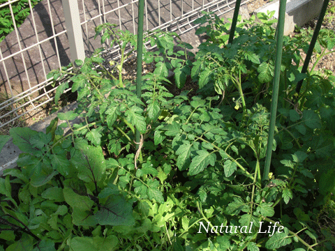 b0162000_7555731.gif