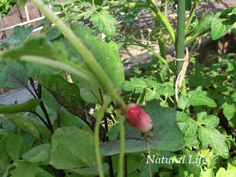 b0162000_7565925.gif