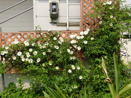 a0203003_9412.jpg