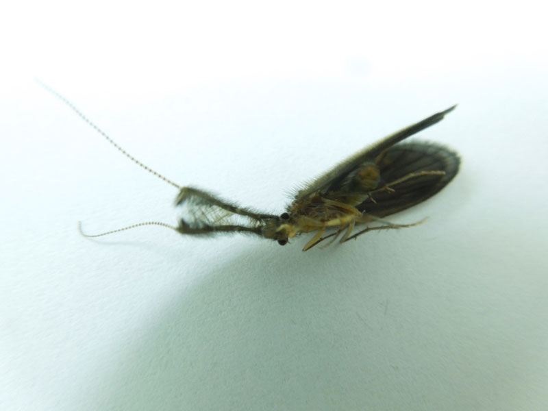触角が変わった虫 昆虫ブログ むし探検広場