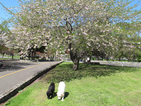 農試公園　桜散策_b0075609_2181654.jpg