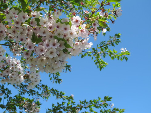 農試公園　桜散策_b0075609_232286.jpg