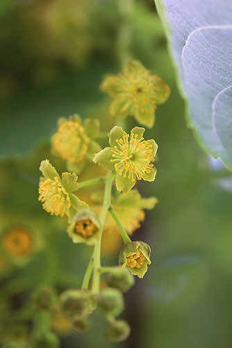 木の花三種：ベニバナハリエンジュ、イイギリ、センダン_e0255509_21503326.jpg