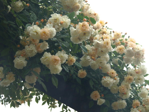 バラの家と京成バラ園に行ってきました Rose Basket バラの家と京成バラ園に行ってきました Rose Basket