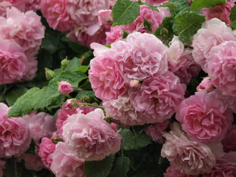 バラの家と京成バラ園に行ってきました Rose Basket バラの家と京成バラ園に行ってきました Rose Basket