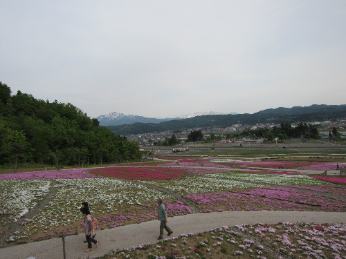 今年の芝さくら公園_f0067514_9264125.jpg