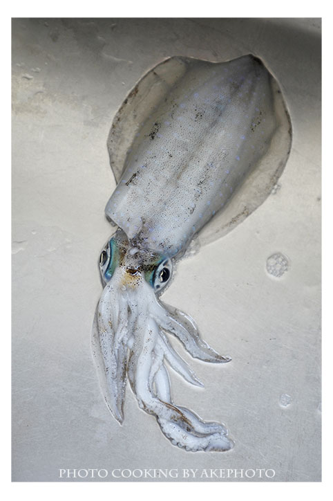 a squid_e0127416_17245532.jpg