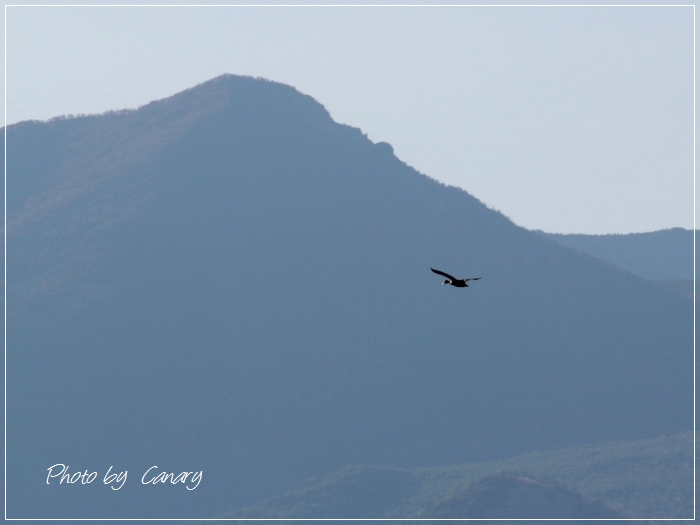 里山の鳥の合唱　（動画）　ホオアカ・ホオジロ・カルガモ・カラス　（遠征先で）　2013/5/24_d0129921_12195459.jpg