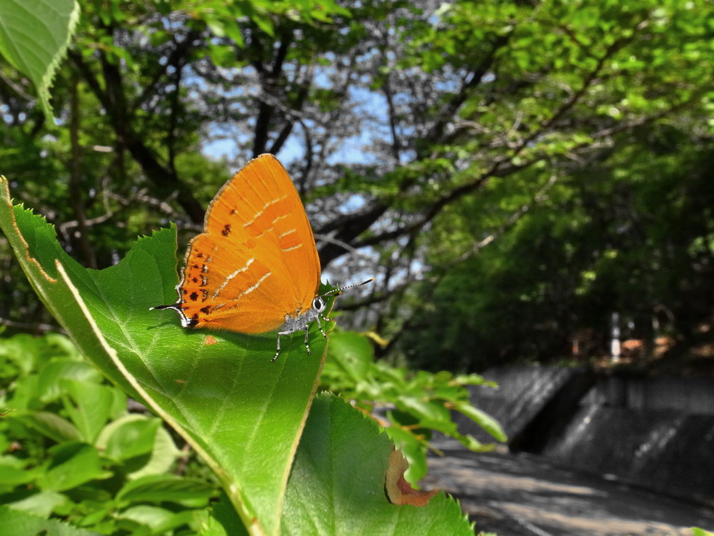 d0090322_82697.jpg