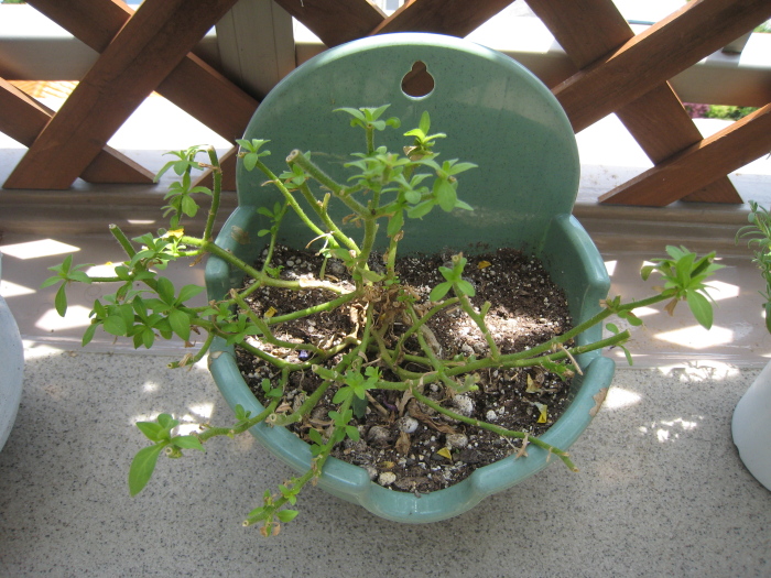 ペチュニア My Little Garden ペチュニア My Little Garden