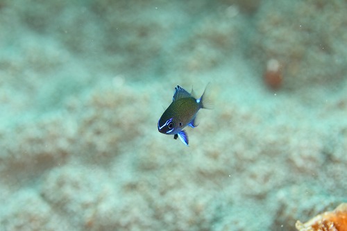f0206424_1154150.jpg