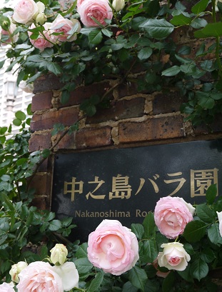 中之島公園バラ園 ~大阪~_c0235725_17275385.jpg