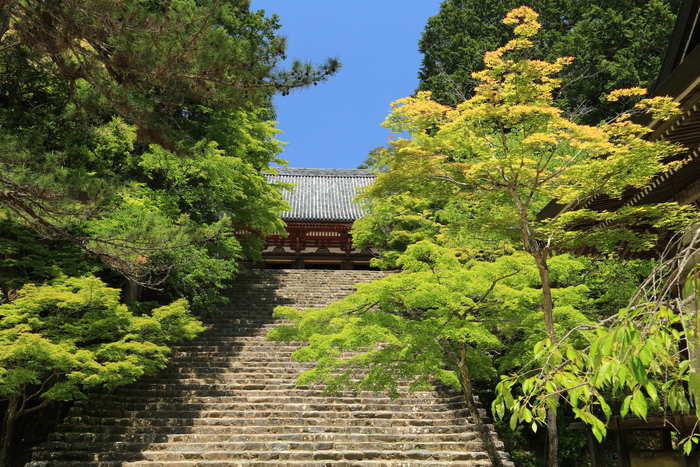 新緑の高雄～神護寺Ⅰ_d0283427_10371958.jpg