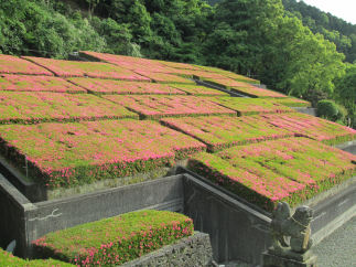 別子銅山記念館のさつき_c0034228_2146235.jpg