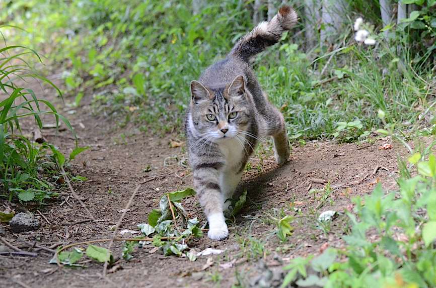 山頂の蝶たち−−クモガタヒョウモンほか（2013年5月26日） _d0303129_01215.jpg