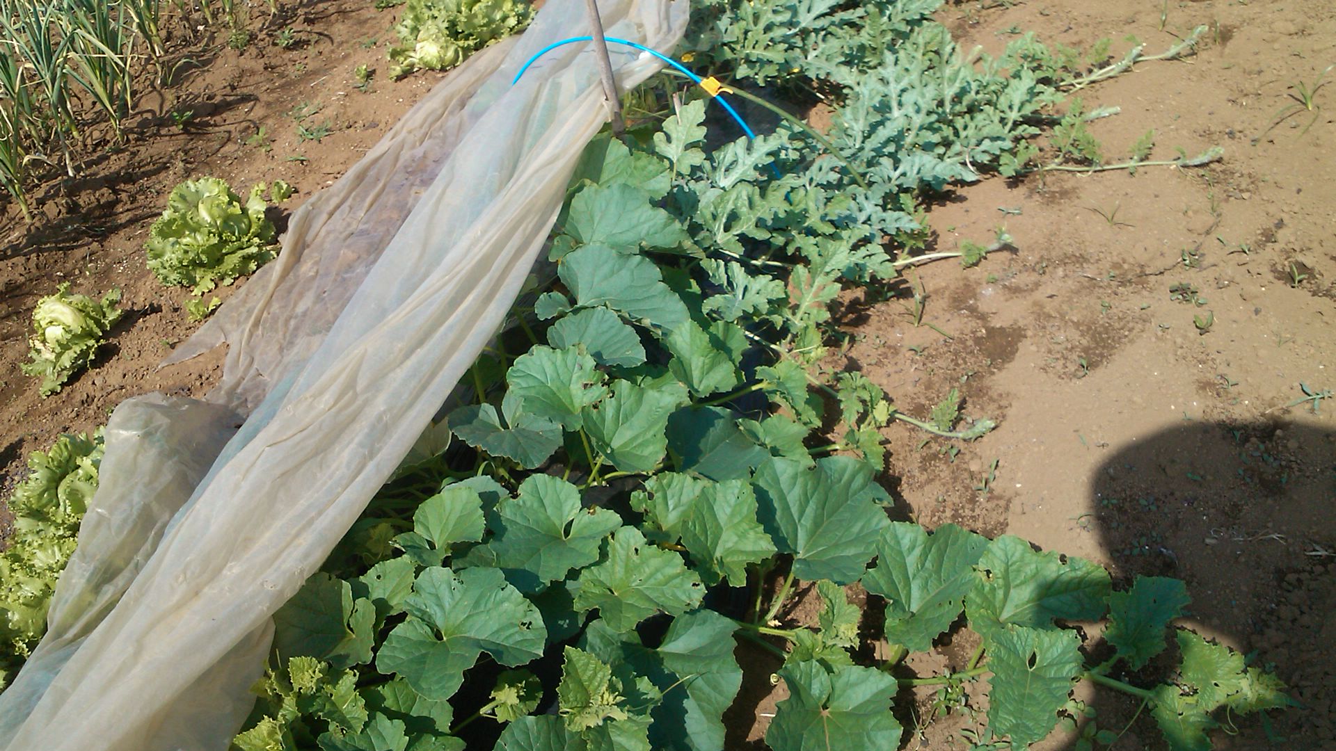 スイカ メロンの摘芯と整枝 家庭菜園日記 すろーらいふ 茅ケ崎のはまちゃん 野菜つくり