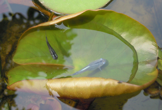 メダカはスイレンの葉がお好き？　と　さまざまな青幹之若魚_e0097534_18341965.jpg