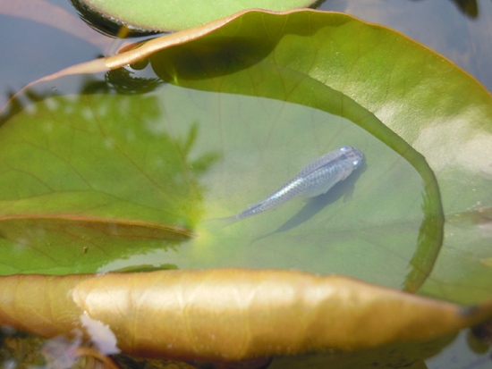 メダカはスイレンの葉がお好き？　と　さまざまな青幹之若魚_e0097534_183479.jpg