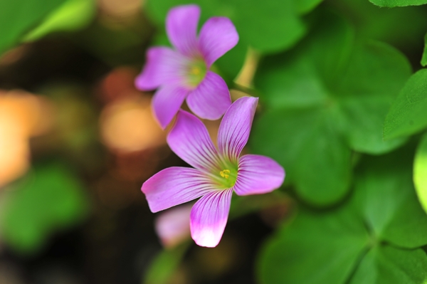 初夏の庭のピンク花_a0088339_9142395.jpg