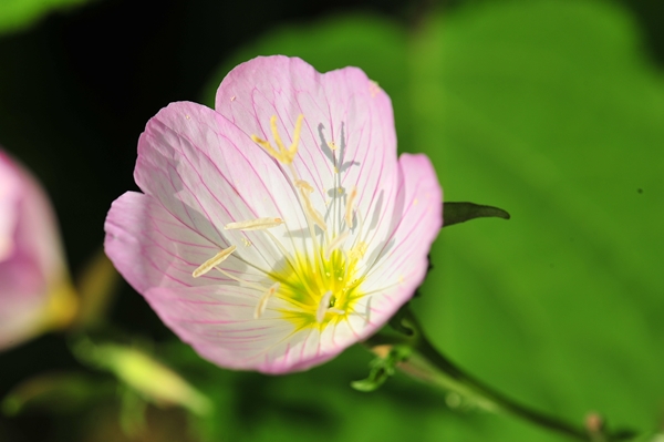 初夏の庭のピンク花 ほっとひと息