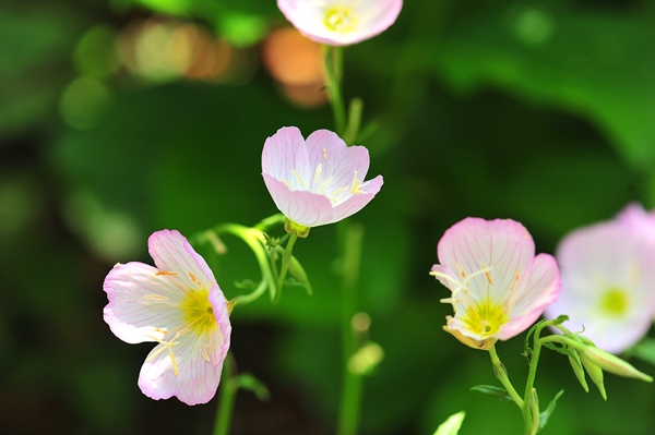 初夏の庭のピンク花_a0088339_9153318.jpg