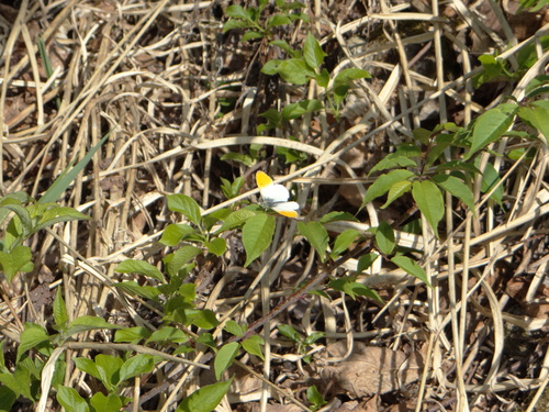 クモマツマキチョウ 5/25扇沢にて_d0254540_45922100.jpg