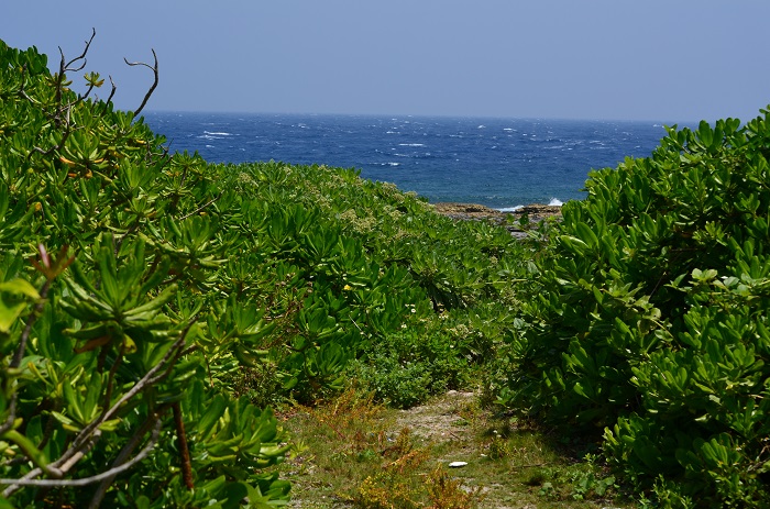 海岸の植物_b0288942_1126596.jpg