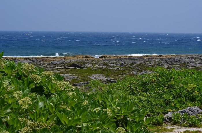 海岸の植物_b0288942_11305541.jpg