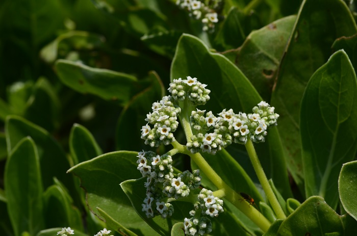 海岸の植物_b0288942_11341929.jpg